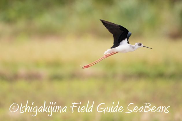 10%e6%9c%886%e6%97%a5%e7%9f%b3%e5%9e%a3%e5%b3%b6%e3%83%90%e3%83%bc%e3%83%89%e3%82%a6%e3%82%aa%e3%83%83%e3%83%81%e3%83%b3%e3%82%b0%ef%bc%86%e9%87%8e%e9%b3%a5%e6%92%ae%e5%bd%b1%e3%82%ac%e3%82%a4