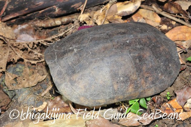 10%e6%9c%8830%e6%97%a5%e7%9f%b3%e5%9e%a3%e5%b3%b6%e3%83%8a%e3%82%a4%e3%83%88%e3%83%84%e3%82%a2%e3%83%bc14