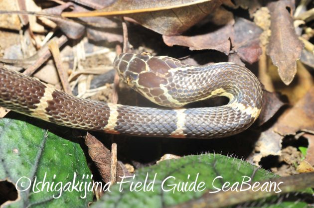 10%e6%9c%888%e6%97%a5%e7%9f%b3%e5%9e%a3%e5%b3%b6%e3%83%8a%e3%82%a4%e3%83%88%e3%83%84%e3%82%a2%e3%83%bc6