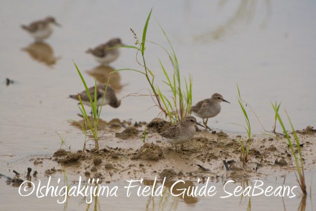 10%e6%9c%888%e6%97%a5%e7%9f%b3%e5%9e%a3%e5%b3%b6%e3%83%90%e3%83%bc%e3%83%89%e3%82%a6%e3%82%aa%e3%83%83%e3%83%81%e3%83%b3%e3%82%b0%ef%bc%86%e9%87%8e%e9%b3%a5%e6%92%ae%e5%bd%b1%e3%82%ac%e3%82%a4