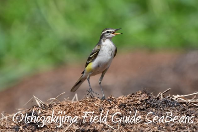 10-2%e7%9f%b3%e5%9e%a3%e5%b3%b6%e3%83%90%e3%83%bc%e3%83%89%e3%82%a6%e3%82%aa%e3%83%83%e3%83%81%e3%83%b3%e3%82%b0%ef%bc%86%e9%87%8e%e9%b3%a5%e6%92%ae%e5%bd%b1%e3%82%ac%e3%82%a4%e3%83%8910