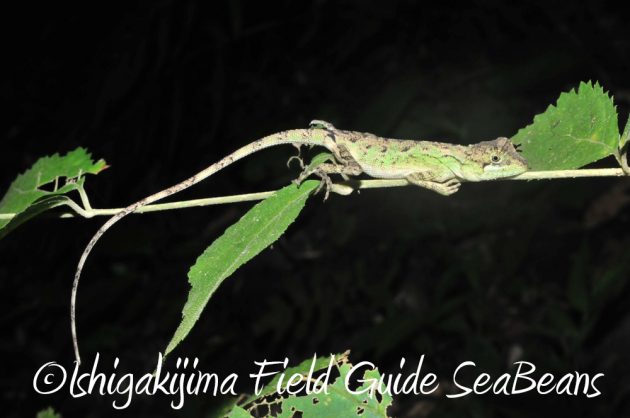 10%e6%9c%8820%e6%97%a5%e3%83%8a%e3%82%a4%e3%83%88%e3%83%84%e3%82%a2%e3%83%bc%e7%9f%b3%e5%9e%a3%e5%b3%b614