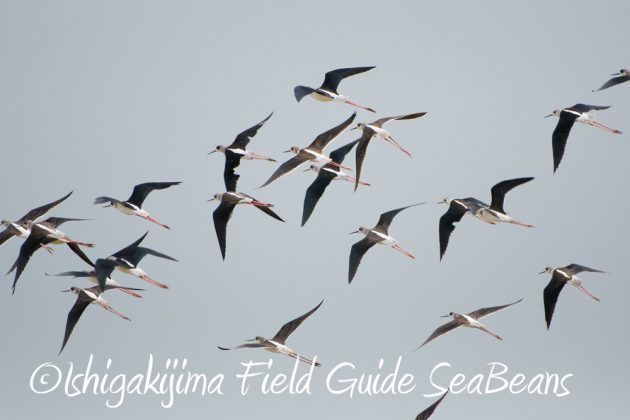 10%e6%9c%8814%e6%97%a5%e7%9f%b3%e5%9e%a3%e5%b3%b6%e3%83%90%e3%83%bc%e3%83%89%e3%82%a6%e3%82%aa%e3%83%83%e3%83%81%e3%83%b3%e3%82%b0%ef%bc%86%e9%87%8e%e9%b3%a5%e6%92%ae%e5%bd%b1%e3%82%ac%e3%82%a4