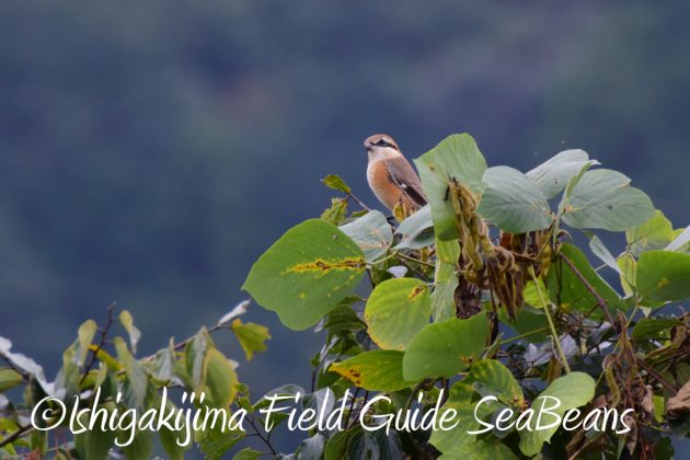 10-28%e5%ba%83%e5%b3%b6%e7%9c%8c%e3%83%90%e3%83%bc%e3%83%89%e3%82%a6%e3%82%aa%e3%83%83%e3%83%81%e3%83%b3%e3%82%b0%ef%bc%86%e9%87%8e%e9%b3%a5%e8%a6%b3%e5%af%9f5