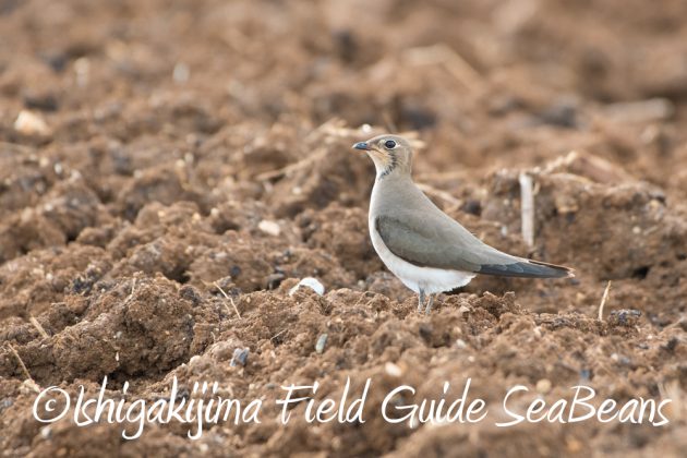 10%e6%9c%8814%e6%97%a5%e7%9f%b3%e5%9e%a3%e5%b3%b6%e3%83%90%e3%83%bc%e3%83%89%e3%82%a6%e3%82%aa%e3%83%83%e3%83%81%e3%83%b3%e3%82%b0%ef%bc%86%e9%87%8e%e9%b3%a5%e6%92%ae%e5%bd%b1%e3%82%ac%e3%82%a4