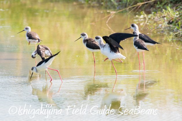 10%e6%9c%8824%e6%97%a5%e7%9f%b3%e5%9e%a3%e5%b3%b6%e3%83%90%e3%83%bc%e3%83%89%e3%82%a6%e3%82%aa%e3%83%83%e3%83%81%e3%83%b3%e3%82%b0%ef%bc%86%e9%87%8e%e9%b3%a5%e6%92%ae%e5%bd%b12