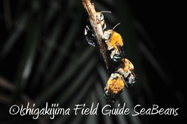 10%e6%9c%881%e6%97%a5%e7%9f%b3%e5%9e%a3%e5%b3%b6%e3%83%8a%e3%82%a4%e3%83%88%e3%83%84%e3%82%a2%e3%83%bc19