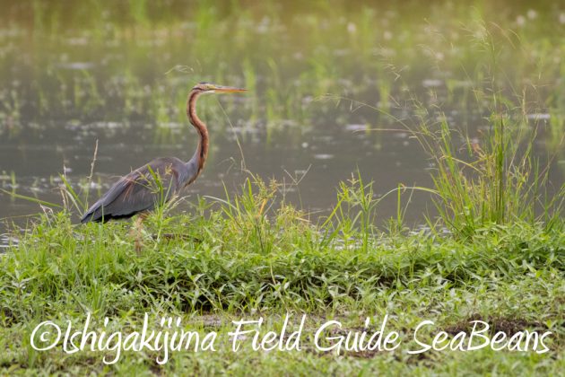 10%e6%9c%889%e6%97%a5%e7%9f%b3%e5%9e%a3%e5%b3%b6%e3%83%90%e3%83%bc%e3%83%89%e3%82%a6%e3%82%aa%e3%83%83%e3%83%81%e3%83%b3%e3%82%b0%ef%bc%86%e9%87%8e%e9%b3%a5%e8%a6%b3%e5%af%9f%e3%82%ac%e3%82%a4