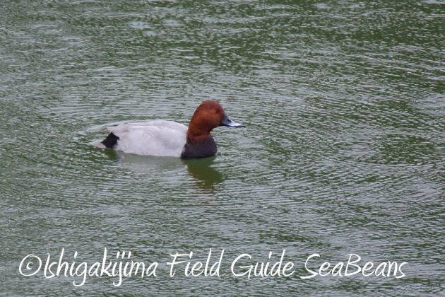 10-28%e5%ba%83%e5%b3%b6%e7%9c%8c%e3%83%90%e3%83%bc%e3%83%89%e3%82%a6%e3%82%aa%e3%83%83%e3%83%81%e3%83%b3%e3%82%b0%ef%bc%86%e9%87%8e%e9%b3%a5%e8%a6%b3%e5%af%9f8