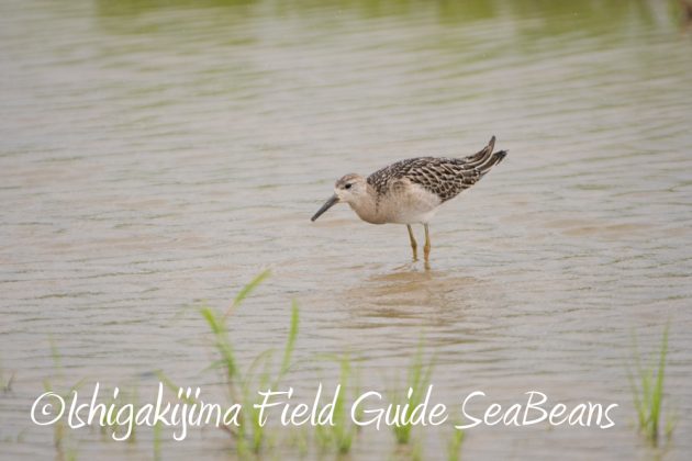 10%e6%9c%8813%e6%97%a5%e7%9f%b3%e5%9e%a3%e5%b3%b6%e3%83%90%e3%83%bc%e3%83%89%e3%82%a6%e3%82%aa%e3%83%83%e3%83%81%e3%83%b3%e3%82%b0%e3%82%ac%e3%82%a4%e3%83%8914