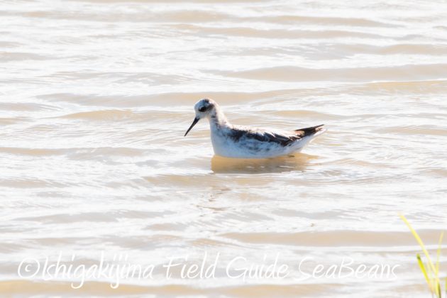 10%e6%9c%8812%e6%97%a5%e7%9f%b3%e5%9e%a3%e5%b3%b6%e3%83%90%e3%83%bc%e3%83%89%e3%82%a6%e3%82%aa%e3%83%83%e3%83%81%e3%83%b3%e3%82%b0%e3%82%ac%e3%82%a4%e3%83%895