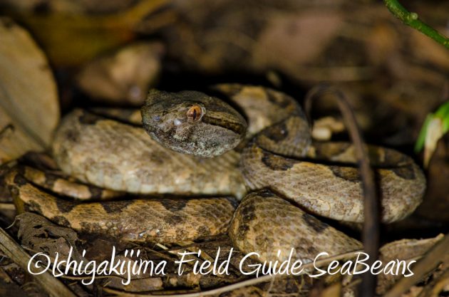 10%e6%9c%888%e6%97%a5%e7%9f%b3%e5%9e%a3%e5%b3%b6%e3%83%8a%e3%82%a4%e3%83%88%e3%83%84%e3%82%a2%e3%83%bc16