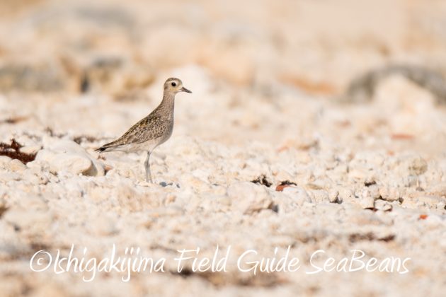 10%e6%9c%8825%e6%97%a5%e7%9f%b3%e5%9e%a3%e5%b3%b6%e3%83%90%e3%83%bc%e3%83%89%e3%82%a6%e3%82%aa%e3%83%83%e3%83%81%e3%83%b3%e3%82%b0%ef%bc%86%e9%87%8e%e9%b3%a5%e6%92%ae%e5%bd%b16