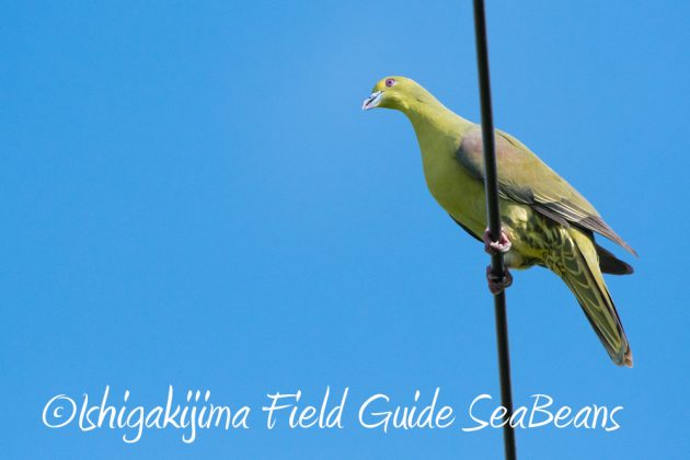 10%e6%9c%8827%e6%97%a5%e7%9f%b3%e5%9e%a3%e5%b3%b6%e3%83%90%e3%83%bc%e3%83%89%e3%82%a6%e3%82%aa%e3%83%83%e3%83%81%e3%83%b3%e3%82%b0%ef%bc%86%e9%87%8e%e9%b3%a5%e6%92%ae%e5%bd%b16