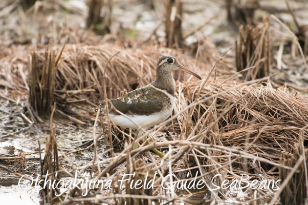 10%e6%9c%889%e6%97%a5%e7%9f%b3%e5%9e%a3%e5%b3%b6%e3%83%90%e3%83%bc%e3%83%89%e3%82%a6%e3%82%aa%e3%83%83%e3%83%81%e3%83%b3%e3%82%b0%ef%bc%86%e9%87%8e%e9%b3%a5%e8%a6%b3%e5%af%9f%e3%82%ac%e3%82%a4