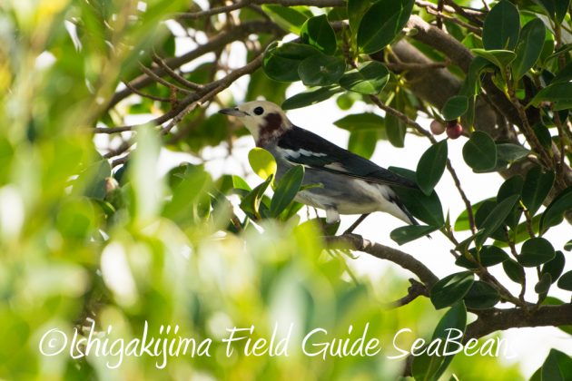 10%e6%9c%8815%e6%97%a5%e7%9f%b3%e5%9e%a3%e5%b3%b6%e3%83%90%e3%83%bc%e3%83%89%e3%82%a6%e3%82%aa%e3%83%83%e3%83%81%e3%83%b3%e3%82%b0%ef%bc%86%e9%87%8e%e9%b3%a5%e6%92%ae%e5%bd%b1%e3%82%ac%e3%82%a4