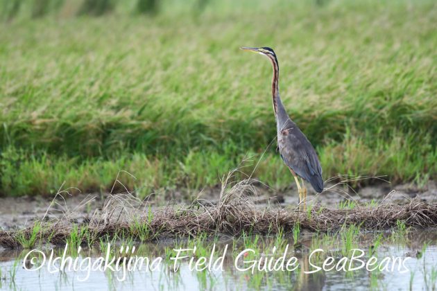 10%e6%9c%887%e6%97%a5%e7%9f%b3%e5%9e%a3%e5%b3%b6%e3%83%90%e3%83%bc%e3%83%89%e3%82%a6%e3%82%aa%e3%83%83%e3%83%81%e3%83%b3%e3%82%b0%ef%bc%86%e9%87%8e%e9%b3%a5%e6%92%ae%e5%bd%b1%e3%82%ac%e3%82%a4