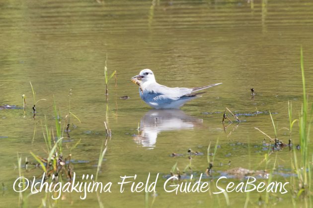 10%e6%9c%8812%e6%97%a5%e7%9f%b3%e5%9e%a3%e5%b3%b6%e3%83%90%e3%83%bc%e3%83%89%e3%82%a6%e3%82%aa%e3%83%83%e3%83%81%e3%83%b3%e3%82%b0%e3%82%ac%e3%82%a4%e3%83%8923