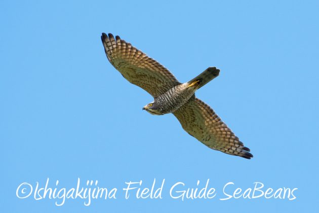 10%e6%9c%8812%e6%97%a5%e7%9f%b3%e5%9e%a3%e5%b3%b6%e3%83%90%e3%83%bc%e3%83%89%e3%82%a6%e3%82%aa%e3%83%83%e3%83%81%e3%83%b3%e3%82%b0%e3%82%ac%e3%82%a4%e3%83%8921