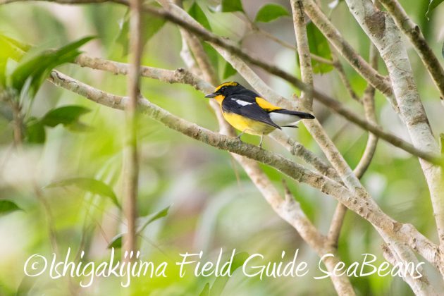 10%e6%9c%8819%e6%97%a5%e3%83%90%e3%83%bc%e3%83%89%e3%82%a6%e3%82%aa%e3%83%83%e3%83%81%e3%83%b3%e3%82%b0%ef%bc%86%e9%87%8e%e9%b3%a5%e6%92%ae%e5%bd%b1%e3%82%ac%e3%82%a4%e3%83%896