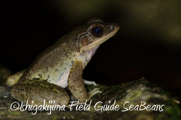 10%e6%9c%8821%e6%97%a5%e7%9f%b3%e5%9e%a3%e5%b3%b6%e3%83%8a%e3%82%a4%e3%83%88%e3%83%84%e3%82%a2%e3%83%bc14