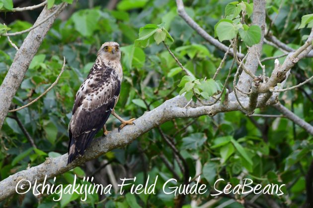 10%e6%9c%8813%e6%97%a5%e7%9f%b3%e5%9e%a3%e5%b3%b6%e3%83%90%e3%83%bc%e3%83%89%e3%82%a6%e3%82%aa%e3%83%83%e3%83%81%e3%83%b3%e3%82%b0%e3%82%ac%e3%82%a4%e3%83%8921