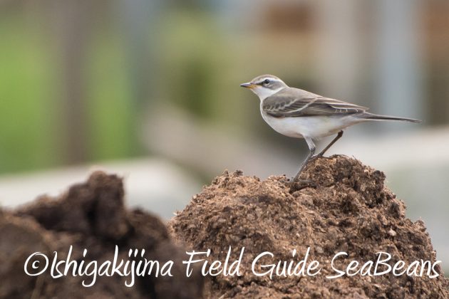 10%e6%9c%8814%e6%97%a5%e7%9f%b3%e5%9e%a3%e5%b3%b6%e3%83%90%e3%83%bc%e3%83%89%e3%82%a6%e3%82%aa%e3%83%83%e3%83%81%e3%83%b3%e3%82%b0%ef%bc%86%e9%87%8e%e9%b3%a5%e6%92%ae%e5%bd%b1%e3%82%ac%e3%82%a4