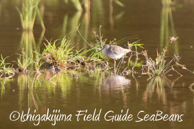 10%e6%9c%8825%e6%97%a5%e7%9f%b3%e5%9e%a3%e5%b3%b6%e3%83%90%e3%83%bc%e3%83%89%e3%82%a6%e3%82%aa%e3%83%83%e3%83%81%e3%83%b3%e3%82%b0%ef%bc%86%e9%87%8e%e9%b3%a5%e6%92%ae%e5%bd%b114