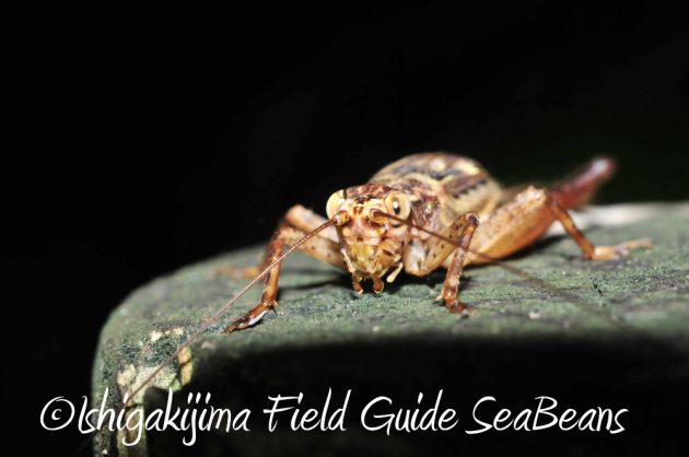 10%e6%9c%8830%e6%97%a5%e7%9f%b3%e5%9e%a3%e5%b3%b6%e3%83%8a%e3%82%a4%e3%83%88%e3%83%84%e3%82%a2%e3%83%bc5