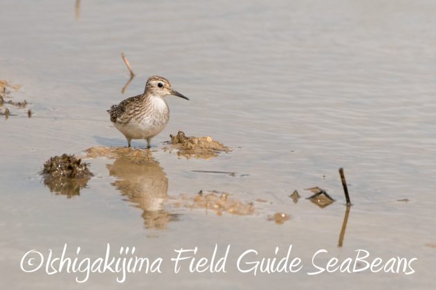 10%e6%9c%8821%e6%97%a5%e7%9f%b3%e5%9e%a3%e5%b3%b6%e3%83%90%e3%83%bc%e3%83%89%e3%82%a6%e3%82%aa%e3%83%83%e3%83%81%e3%83%b3%e3%82%b0%ef%bc%86%e9%87%8e%e9%b3%a5%e6%92%ae%e5%bd%b1%e3%82%ac%e3%82%a4