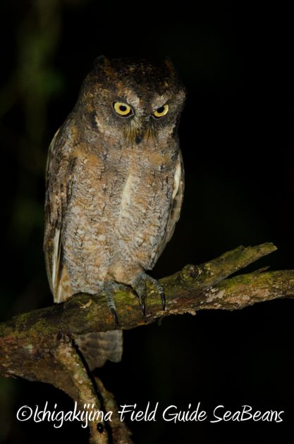 10%e6%9c%885%e6%97%a5%e7%9f%b3%e5%9e%a3%e5%b3%b6%e3%83%8a%e3%82%a4%e3%83%88%e3%83%84%e3%82%a2%e3%83%bc3