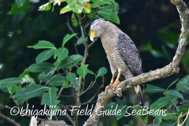 10%e6%9c%8824%e6%97%a5%e7%9f%b3%e5%9e%a3%e5%b3%b6%e3%83%90%e3%83%bc%e3%83%89%e3%82%a6%e3%82%aa%e3%83%83%e3%83%81%e3%83%b3%e3%82%b0%ef%bc%86%e9%87%8e%e9%b3%a5%e6%92%ae%e5%bd%b16