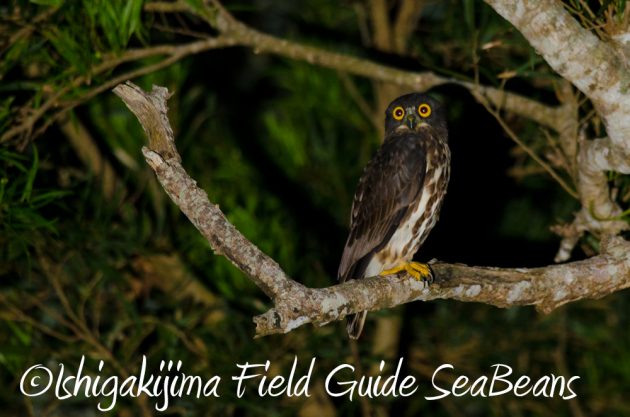 10%e6%9c%8820%e6%97%a5%e3%83%8a%e3%82%a4%e3%83%88%e3%83%84%e3%82%a2%e3%83%bc%e7%9f%b3%e5%9e%a3%e5%b3%b62