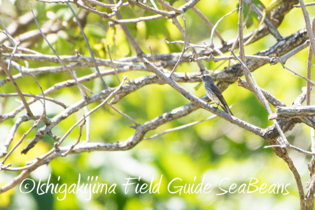 10%e6%9c%881%e6%97%a5%e7%9f%b3%e5%9e%a3%e5%b3%b6%e3%81%ae%e6%b8%a1%e3%82%8a%e9%b3%a52