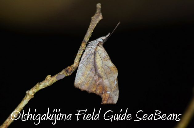 10%e6%9c%8820%e6%97%a5%e3%83%8a%e3%82%a4%e3%83%88%e3%83%84%e3%82%a2%e3%83%bc%e7%9f%b3%e5%9e%a3%e5%b3%b63