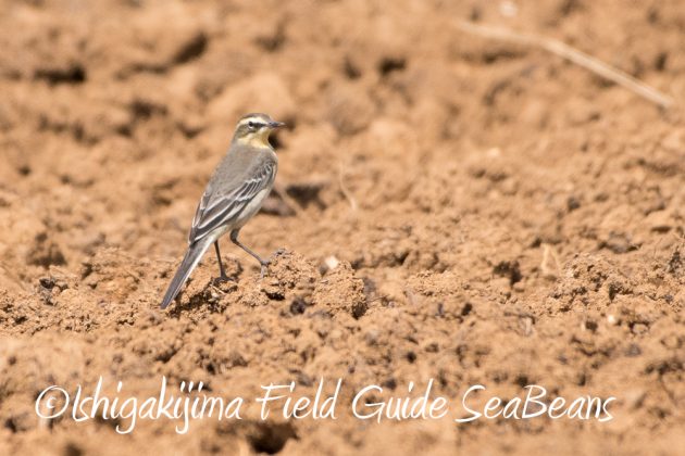 10%e6%9c%8813%e6%97%a5%e7%9f%b3%e5%9e%a3%e5%b3%b6%e3%83%90%e3%83%bc%e3%83%89%e3%82%a6%e3%82%aa%e3%83%83%e3%83%81%e3%83%b3%e3%82%b0%e3%82%ac%e3%82%a4%e3%83%895