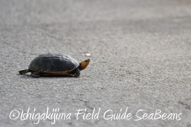 10%e6%9c%888%e6%97%a5%e7%9f%b3%e5%9e%a3%e5%b3%b6%e3%83%90%e3%83%bc%e3%83%89%e3%82%a6%e3%82%aa%e3%83%83%e3%83%81%e3%83%b3%e3%82%b0%ef%bc%86%e9%87%8e%e9%b3%a5%e6%92%ae%e5%bd%b1%e3%82%ac%e3%82%a4