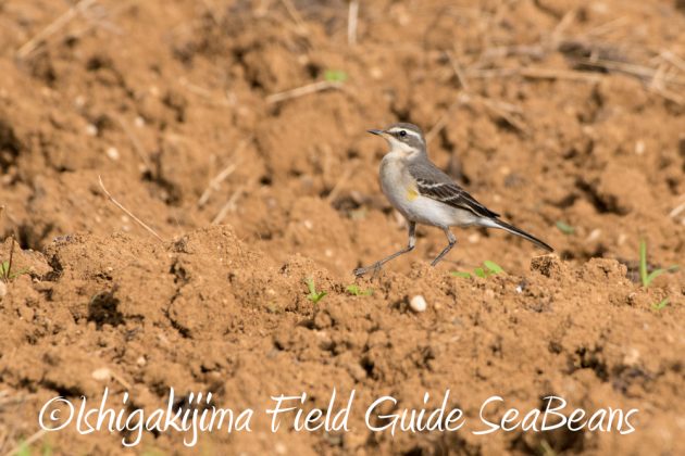 10%e6%9c%8823%e6%97%a5%e7%9f%b3%e5%9e%a3%e5%b3%b6%e3%83%90%e3%83%bc%e3%83%89%e3%82%a6%e3%82%aa%e3%83%83%e3%83%81%e3%83%b3%e3%82%b0%ef%bc%86%e9%87%8e%e9%b3%a5%e6%92%ae%e5%bd%b1%e3%82%ac%e3%82%a4