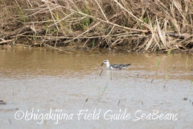 10%e6%9c%883%e6%97%a5%e7%9f%b3%e5%9e%a3%e5%b3%b6%e3%83%90%e3%83%bc%e3%83%89%e3%82%a6%e3%82%aa%e3%83%83%e3%83%81%e3%83%b3%e3%82%b0%ef%bc%86%e9%87%8e%e9%b3%a5%e6%92%ae%e5%bd%b1%e3%82%ac%e3%82%a4