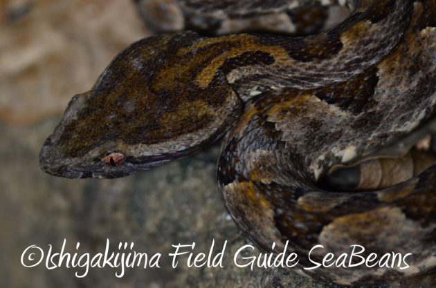 10%e6%9c%8820%e6%97%a5%e3%83%8a%e3%82%a4%e3%83%88%e3%83%84%e3%82%a2%e3%83%bc%e7%9f%b3%e5%9e%a3%e5%b3%b618