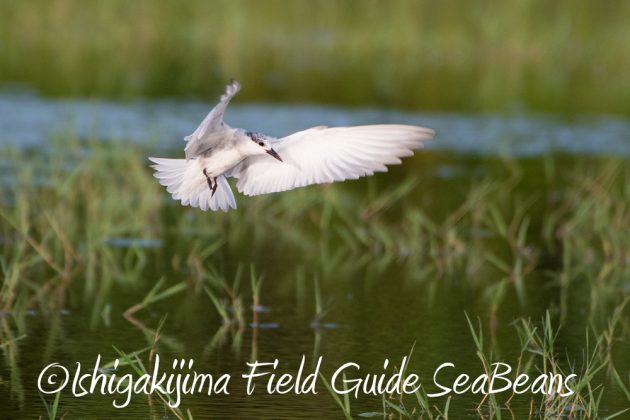 10%e6%9c%8816%e6%97%a5%e7%9f%b3%e5%9e%a3%e5%b3%b6%e9%87%8e%e9%b3%a5%e6%92%ae%e5%bd%b1%e3%82%ac%e3%82%a4%e3%83%8921