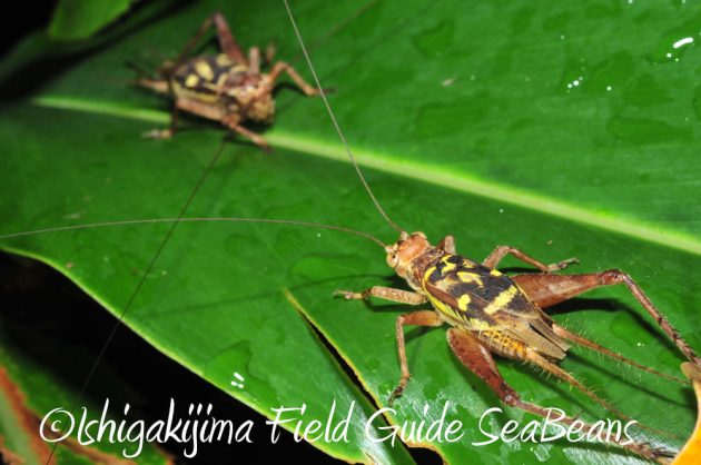 10%e6%9c%886%e6%97%a5%e7%9f%b3%e5%9e%a3%e5%b3%b6%e3%83%8a%e3%82%a4%e3%83%88%e3%83%84%e3%82%a2%e3%83%bc3