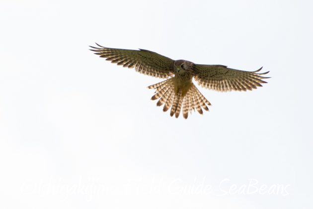 10%e6%9c%8814%e6%97%a5%e7%9f%b3%e5%9e%a3%e5%b3%b6%e3%83%90%e3%83%bc%e3%83%89%e3%82%a6%e3%82%aa%e3%83%83%e3%83%81%e3%83%b3%e3%82%b0%ef%bc%86%e9%87%8e%e9%b3%a5%e6%92%ae%e5%bd%b1%e3%82%ac%e3%82%a4