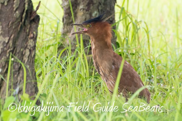 10%e6%9c%8816%e6%97%a5%e7%9f%b3%e5%9e%a3%e5%b3%b6%e9%87%8e%e9%b3%a5%e6%92%ae%e5%bd%b1%e3%82%ac%e3%82%a4%e3%83%8917