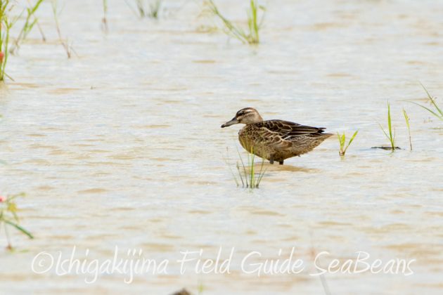 10%e6%9c%8817%e6%97%a5%e3%83%90%e3%83%bc%e3%83%89%e3%82%a6%e3%82%aa%e3%83%83%e3%83%81%e3%83%b3%e3%82%b0%ef%bc%86%e9%87%8e%e9%b3%a5%e6%92%ae%e5%bd%b1%e3%82%ac%e3%82%a4%e3%83%893