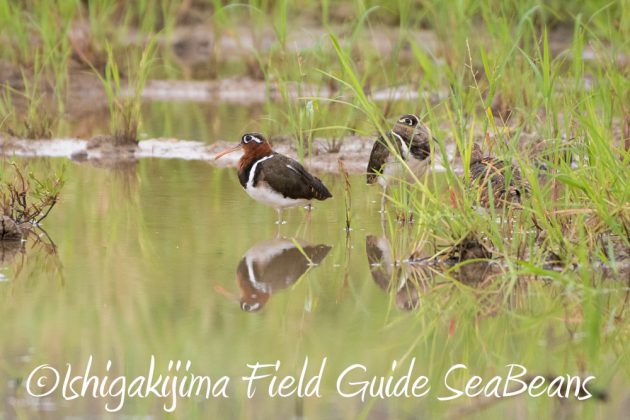 10%e6%9c%887%e6%97%a5%e7%9f%b3%e5%9e%a3%e5%b3%b6%e3%83%90%e3%83%bc%e3%83%89%e3%82%a6%e3%82%aa%e3%83%83%e3%83%81%e3%83%b3%e3%82%b0%ef%bc%86%e9%87%8e%e9%b3%a5%e6%92%ae%e5%bd%b1%e3%82%ac%e3%82%a4