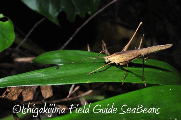 10%e6%9c%8821%e6%97%a5%e7%9f%b3%e5%9e%a3%e5%b3%b6%e3%83%8a%e3%82%a4%e3%83%88%e3%83%84%e3%82%a2%e3%83%bc9