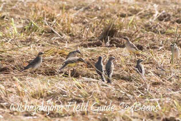 10%e6%9c%8819%e6%97%a5%e3%83%90%e3%83%bc%e3%83%89%e3%82%a6%e3%82%aa%e3%83%83%e3%83%81%e3%83%b3%e3%82%b0%ef%bc%86%e9%87%8e%e9%b3%a5%e6%92%ae%e5%bd%b1%e3%82%ac%e3%82%a4%e3%83%894