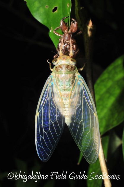 10%e6%9c%882%e6%97%a5%e7%9f%b3%e5%9e%a3%e5%b3%b6%e3%83%8a%e3%82%a4%e3%83%88%e3%83%84%e3%82%a2%e3%83%bc6