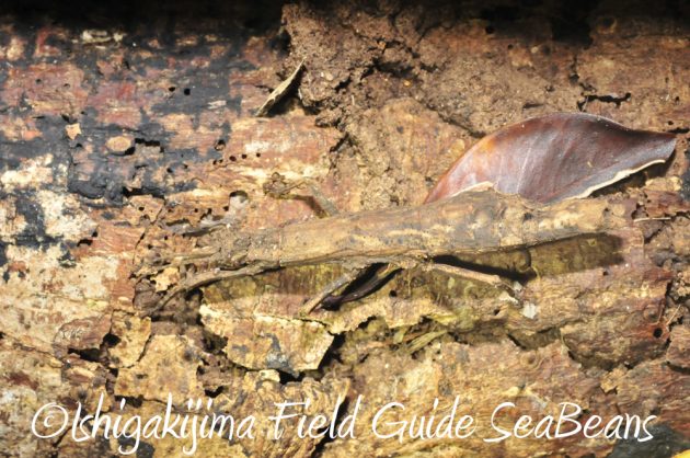 10%e6%9c%8820%e6%97%a5%e3%83%8a%e3%82%a4%e3%83%88%e3%83%84%e3%82%a2%e3%83%bc%e7%9f%b3%e5%9e%a3%e5%b3%b68